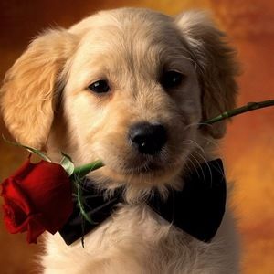 Meet your Posher, Daphna